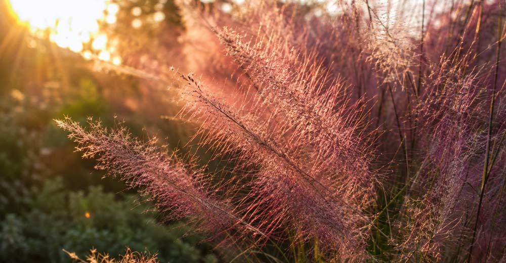Muhly grass in Charleston landscape with soft pink fall plumes near a garden border